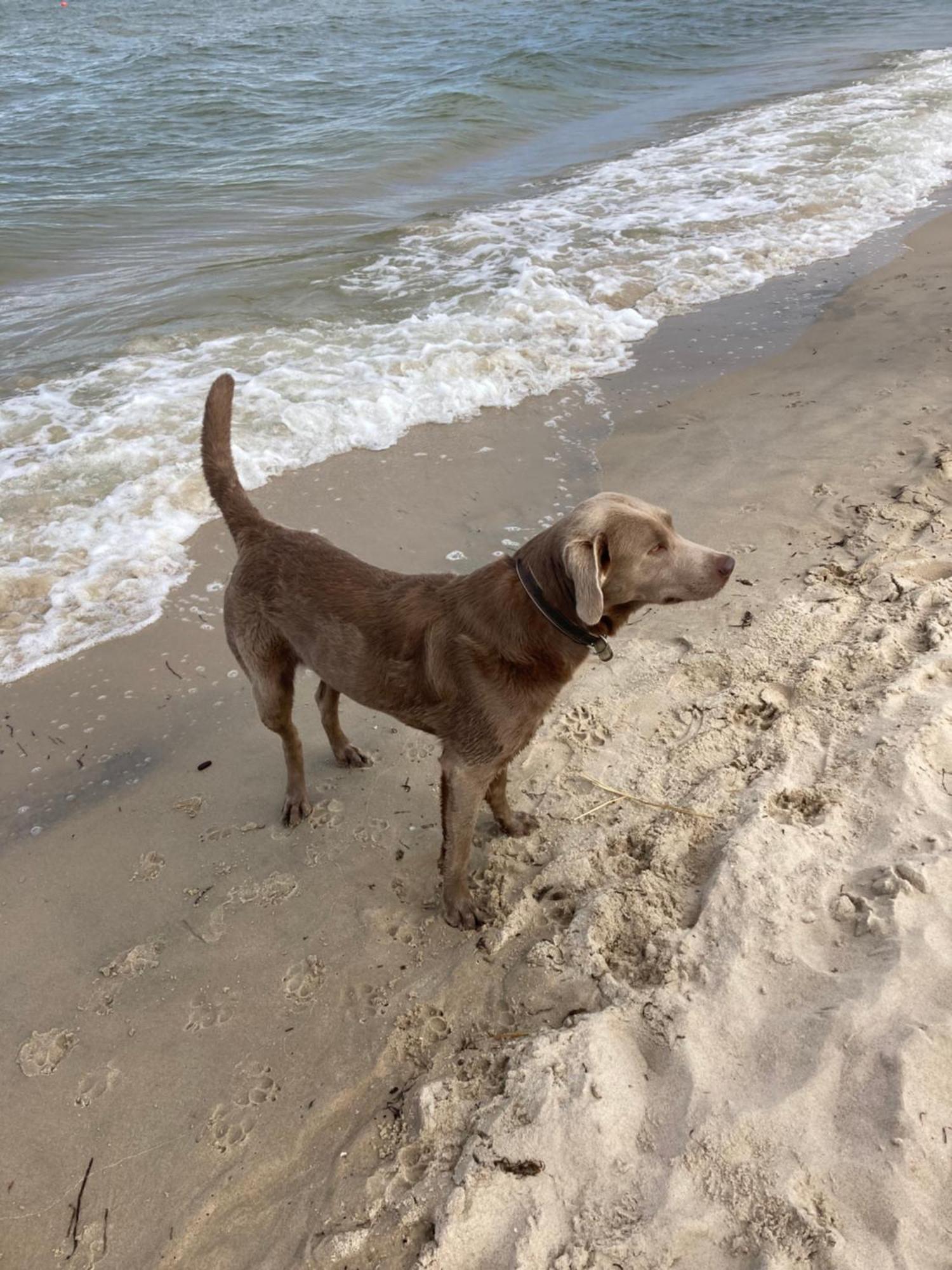 Reet Am Strand Mit Hund Karlshagen Екстер'єр фото