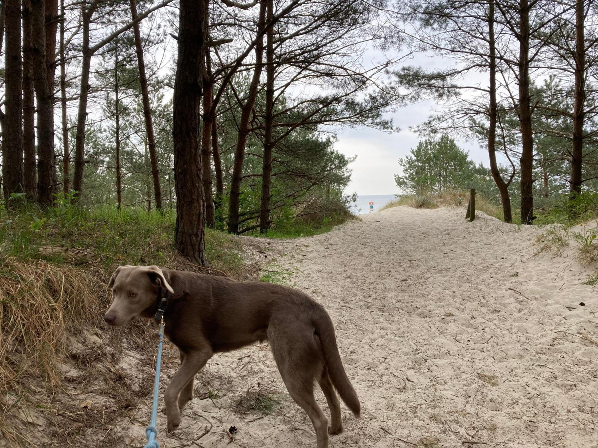 Reet Am Strand Mit Hund Karlshagen Екстер'єр фото