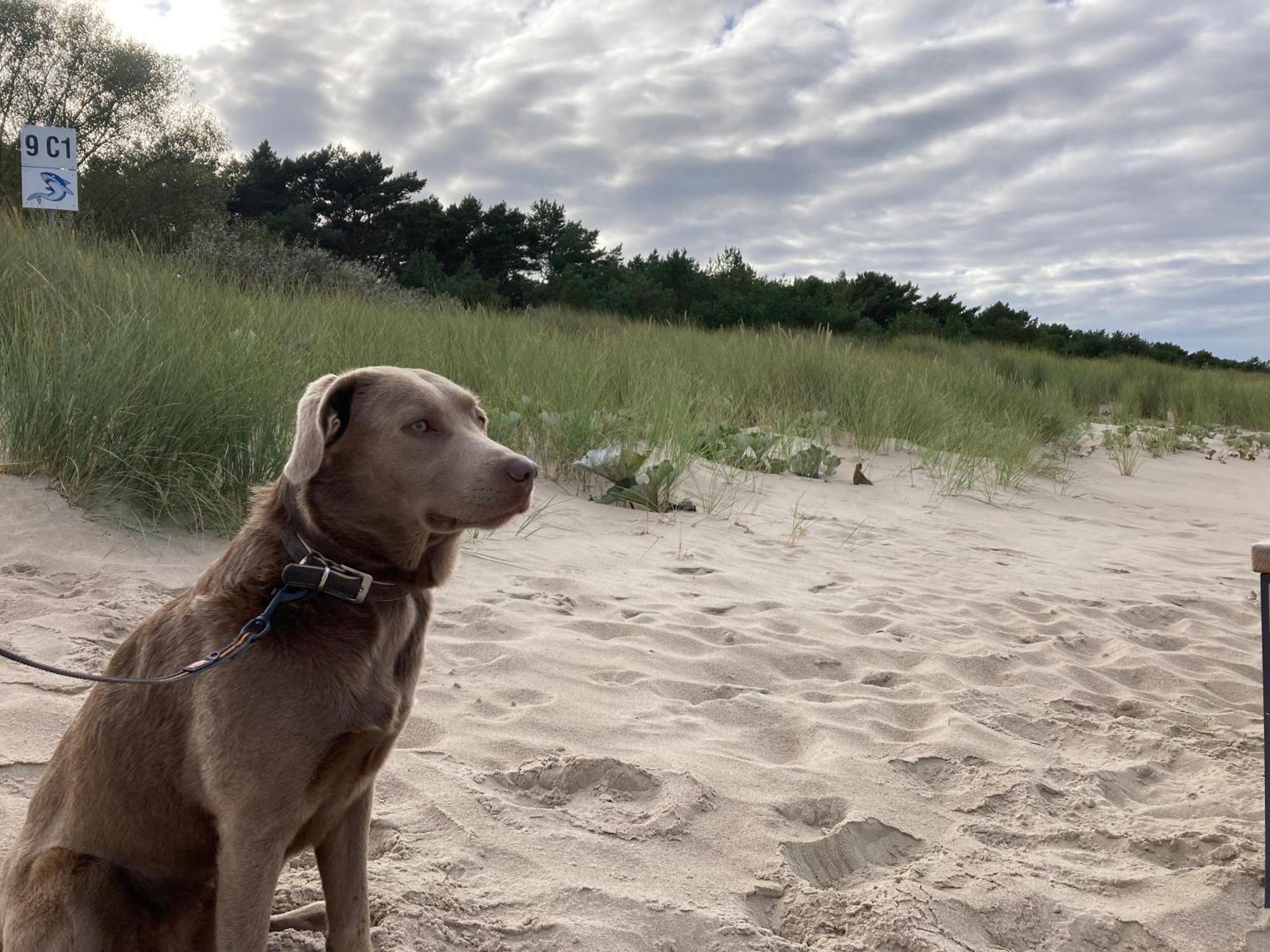 Reet Am Strand Mit Hund Karlshagen Екстер'єр фото