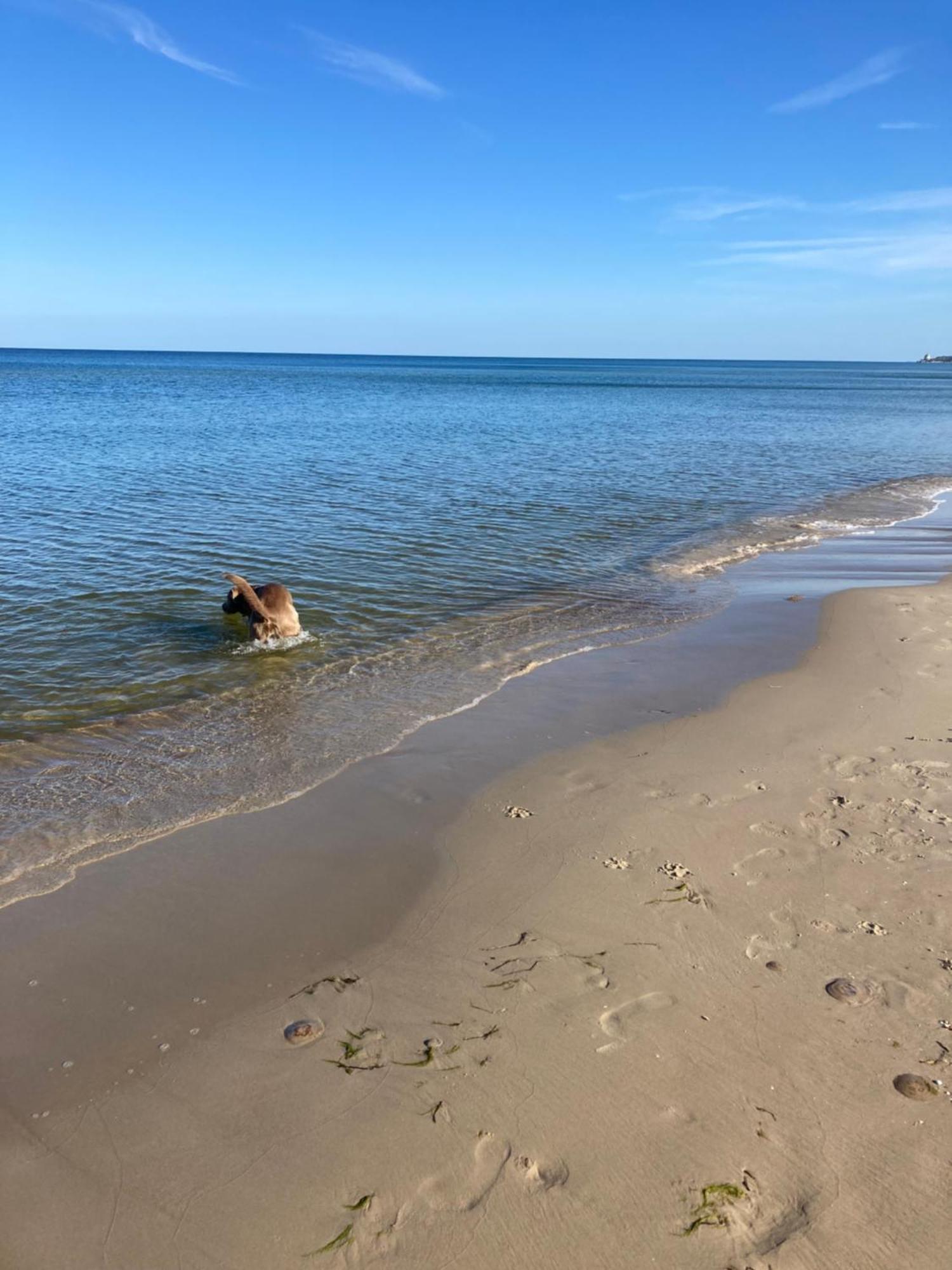 Reet Am Strand Mit Hund Karlshagen Екстер'єр фото